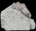 Devonian Horn Coral - New York #50059-1